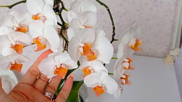 Орхидея Дарвин ( Phal. Darvin) 🧡 смотреть онлайн