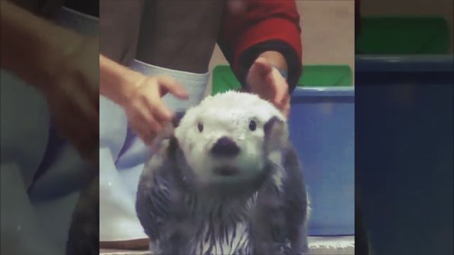 милота.mp4