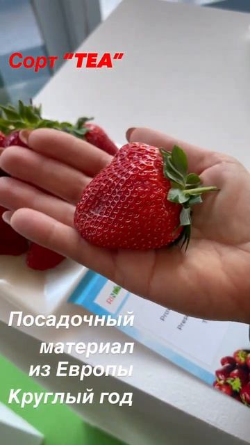 Посадочный материал из Европы#shorts смотреть онлайн