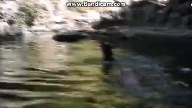 Поросенок спасает жизнь козленку смотреть онлайн