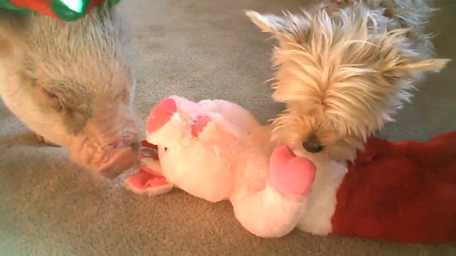 Hamlet the Mini Pig: And the Piggy Stocking смотреть онлайн