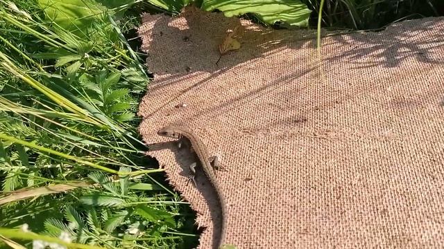 Ящерица смотреть онлайн