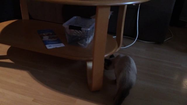 First time Silver meet Jasmin 7 смотреть онлайн