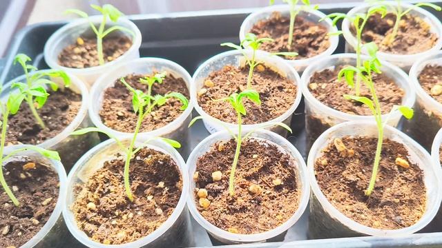 Обзор рассады на 02.04.2025 год. смотреть онлайн