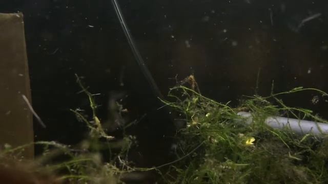 emerald rasboras смотреть онлайн