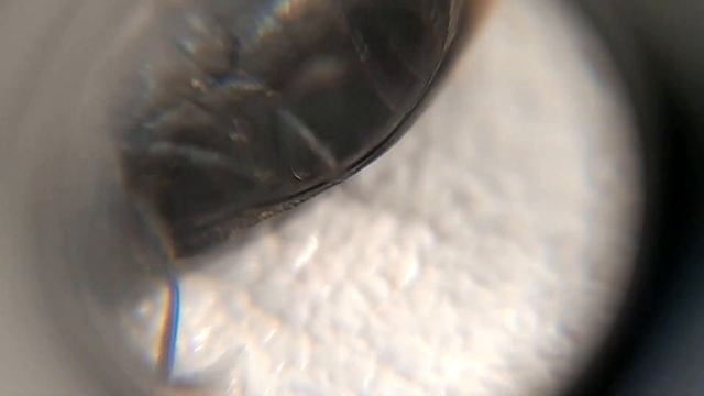 Жук упал и встать не может смотреть онлайн