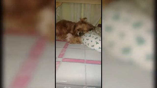 my baby mira photo collection(shih tzu)my stress reliever смотреть онлайн