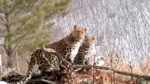 Семья дальневосточных леопардов