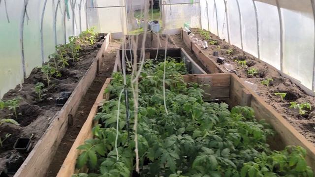 Высаживаю помидоры в теплицу.Что добавляю в лунки для СУПЕР. УРОЖАЯ 🍅🍅🍅 Жизнь пенсионеров в деревне смотреть онлайн