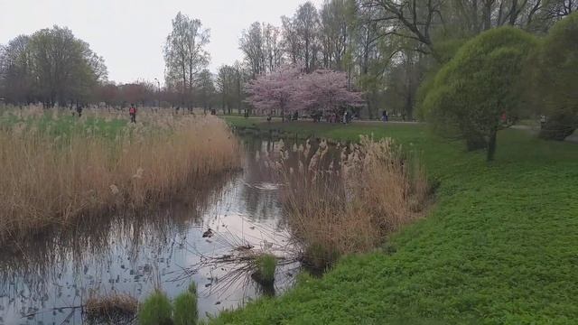 Сакура расцвела. смотреть онлайн