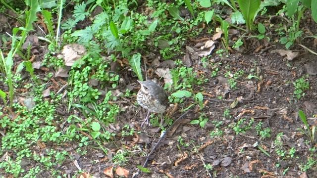 03.06.19 г. Дрозд-рябинник. Приключения слётка. Часть 3. смотреть онлайн