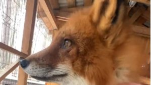 Лиса-Алиса. Лис Игнис переживает из-за Алисы