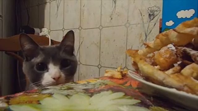 хитрый котик! смотреть онлайн