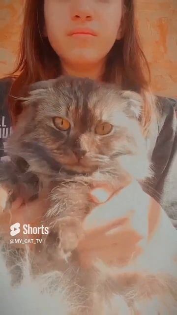 мяточка =} #cat #эдит #милашка #мяу #мята #2023 #пушистик #котик #фурия #кошки #котята #вислоухая смотреть онлайн