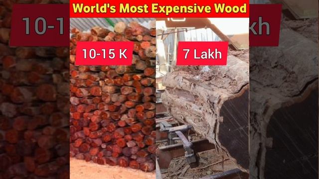 Most Expensive Wood In The World's 🤑 | दुनियां की सबसे महंगी लकड़ी #shorts смотреть онлайн
