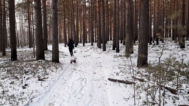 Прогулки с Джеками в Зимнем лесу). смотреть онлайн