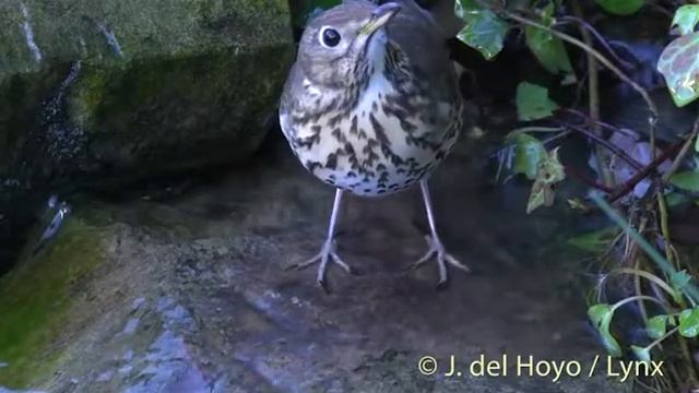 Певчий дрозд — Turdus philomelos (C.L. Brehm, 1831) смотреть онлайн