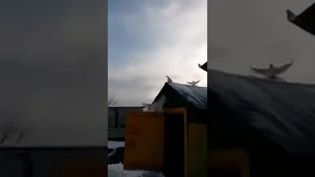 красивая голуби смотреть онлайн