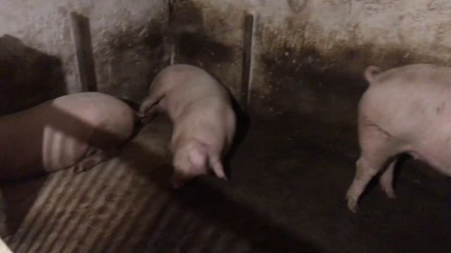 ВЕСНАНІ🔥ШОК-Ціни на СВИНЕЙ, 750 грн за Сало -Хохма смотреть онлайн