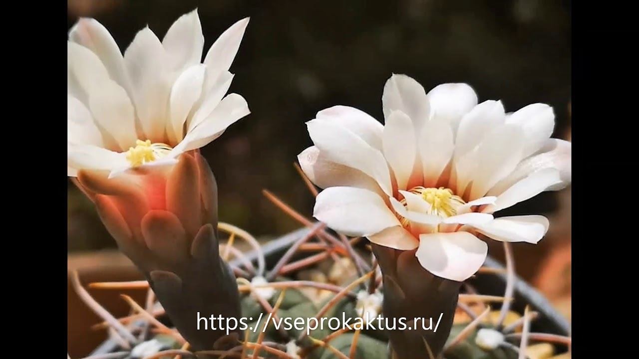 На каком сайте без модерации и бесплатно добавить объявление о продаже суккулентов смотреть онлайн