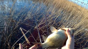 Лед ушел карась на боковой кивок и поплавок 14.04.2025