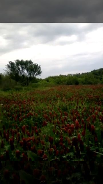 crimsom clover spring on the homestead смотреть онлайн