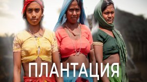 АДСКИЙ ТРУД НА ЧАЙНЫХ ПЛАНТАЦИЯХ ИНДИИ, как живут люди в индийском городе Муннар