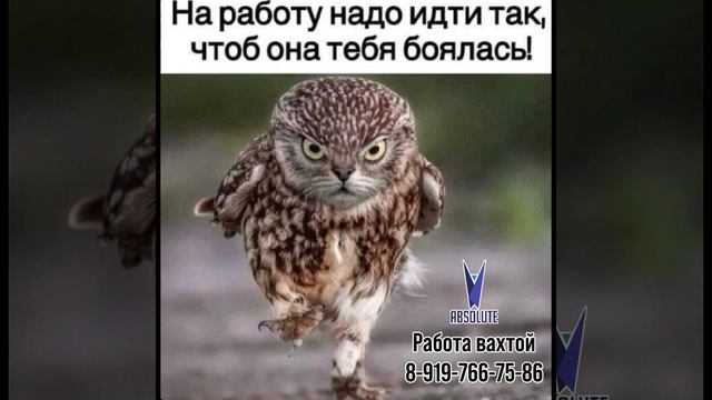 #вахта #москва #top #rek #meme #деньги #rabota #отзывы #cat #memes