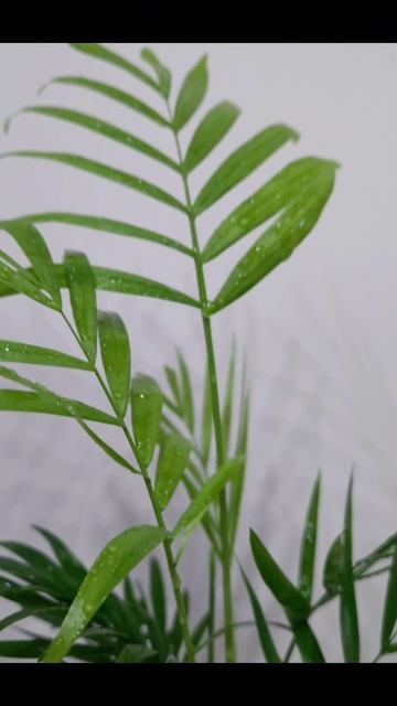 My Florarium🐘🌿 #комнатныерастения #plants #растения #flowers #houseplants #флорариум #florarium смотреть онлайн