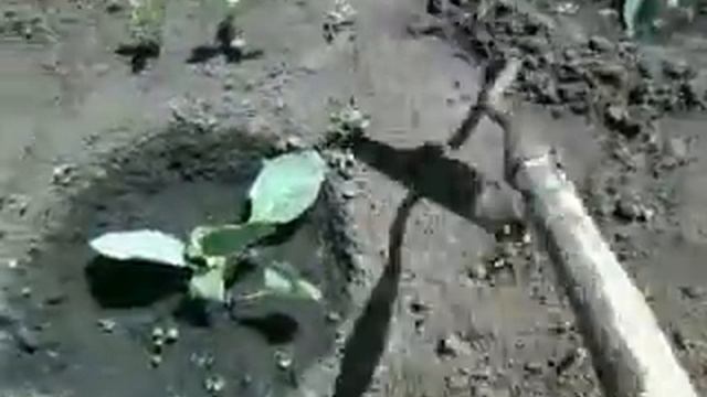 Прополка капусты смотреть онлайн