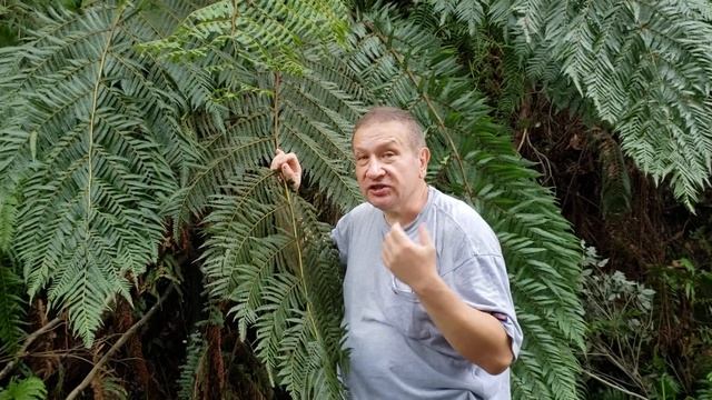 Tree ferns: why so many spores? смотреть онлайн