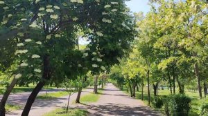 Парки и скверы, прогулка по центру города|Николаев, Украина| #николаев #миколаїв #україна