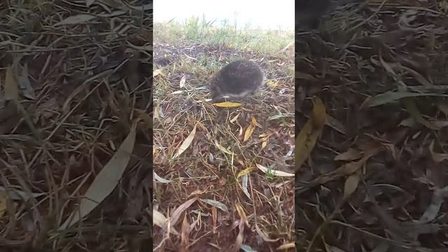 нашли ежа смотреть онлайн