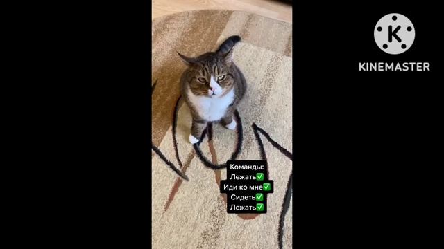 (6#)Самые милые существа в мире 🐈 Подборка смешных для хорошего настроения! 😸 смотреть онлайн