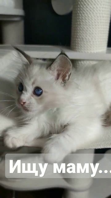 Питомник Bluebelldolls. В питомнике есть свободные #котята породы #рэгдолл, Питомник "BlueBellDolls смотреть онлайн