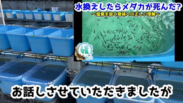 メダカの起こし方～越冬中のアンモニウムイオンの蓄積とアンモニアとpHの関係性～【媛めだか/NH4とNH3】 смотреть онлайн
