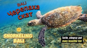 Красивая черепашки и скат. Снорклинг на Бали./Beautiful turtles and a stingray. Snorkeling in Bali.