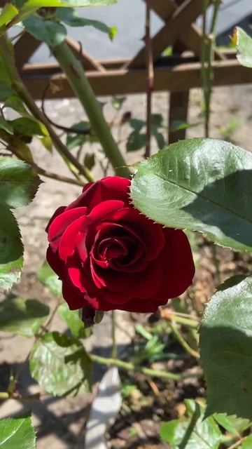 Un million de roses rouges. Миллион алых роз. Red roses. смотреть онлайн