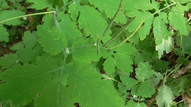Stinkende Gouwe - Chelidonium majus смотреть онлайн