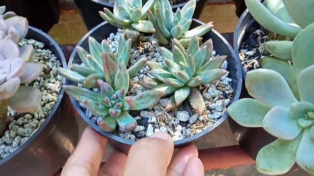 SUCCULENT PLANT TOUR - JANUARY 2022 (PART 1) смотреть онлайн
