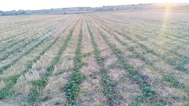 No-till. ріпак . Атрія 8 АЛ Ремсинтез смотреть онлайн
