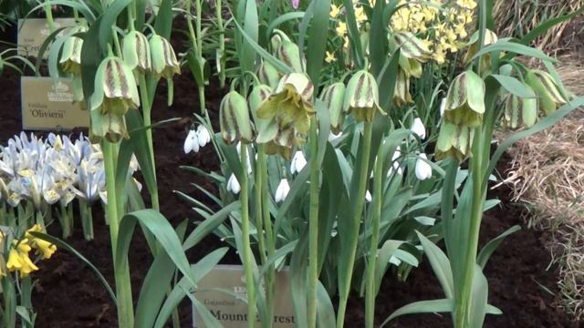 Fritillaria Olivieri - Rare Fritillaria Bulbs from DutchGrown.com смотреть онлайн