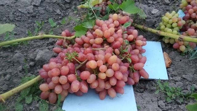 Виноград. Гиббереллин. "Пробники". смотреть онлайн