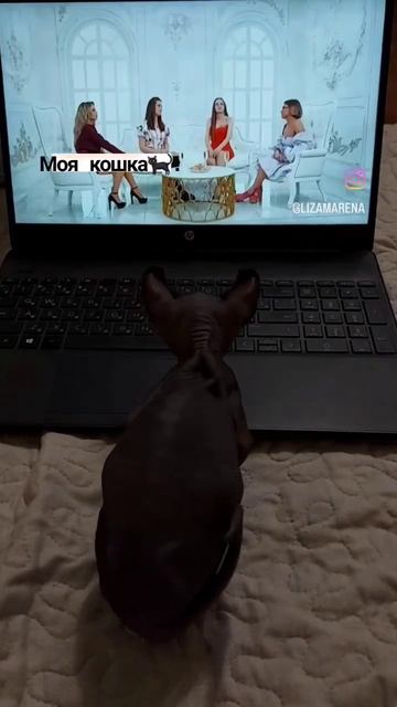 #канадскийсфинкс #cat #марена #мара #эльф #котенок #забавныеживотные #пятница #4свадьбы #рек смотреть онлайн