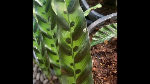 Goeppertia “Gandersii” and “Insignis/Rattle Snake” смотреть онлайн