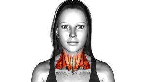 10 лучших Упражнениях для исправления выдвинутой вперед ОСАНКИ