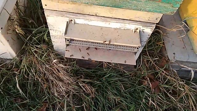 2 декабря +20 !!! Обработали пчёл от клеща 3,5% раствором щавелевой кислоты. смотреть онлайн