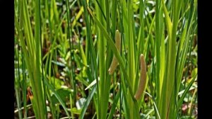 Аир Болотный   надежно лечит, приятно пахнет!!!