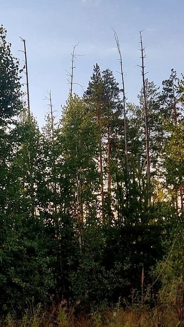 Горихвостка обыкновенная, голос. #птицы #орнитология #голоса смотреть онлайн