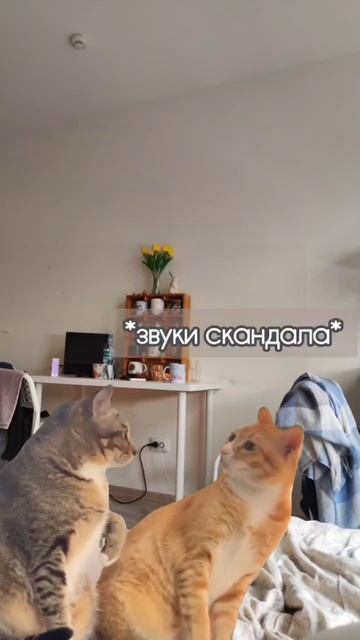 Шоколадка никогда просто так не лежит за капустой